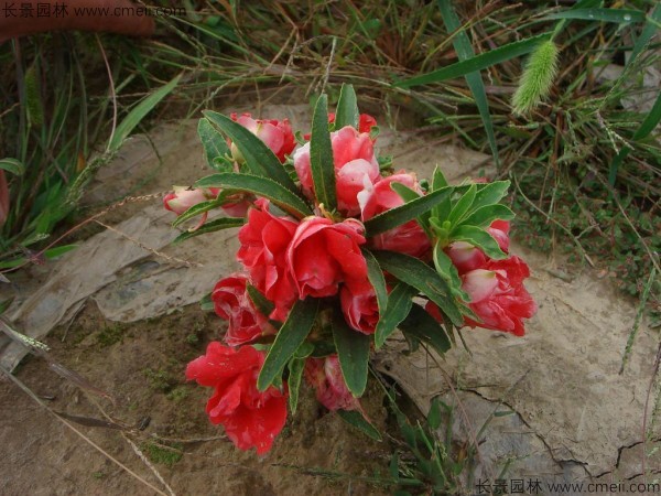 凤仙花种子发芽出苗开花图片