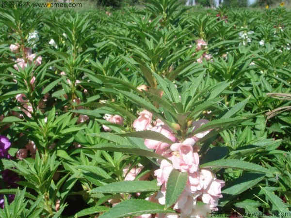 凤仙花种子发芽出苗开花图片