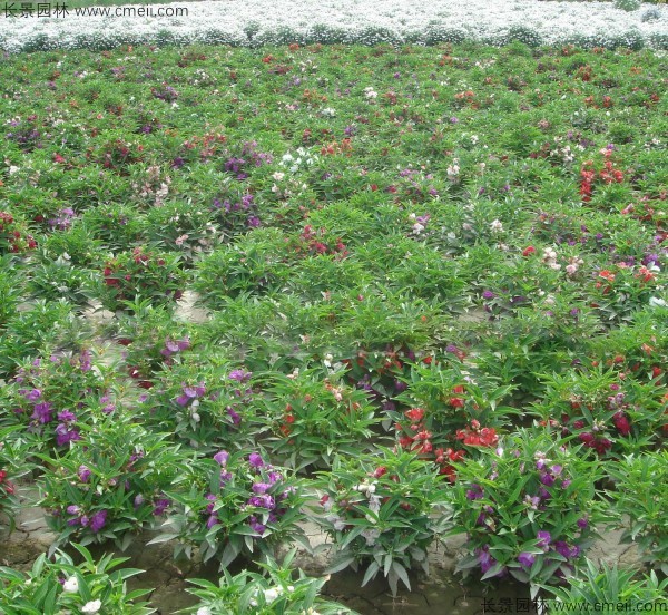 凤仙花种子发芽出苗开花图片