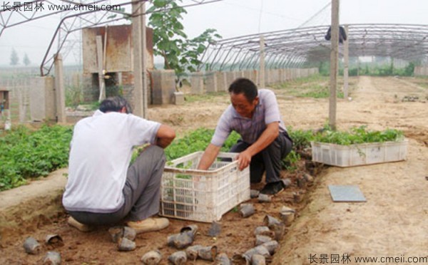 瓜蒌种子发芽出苗基地图片