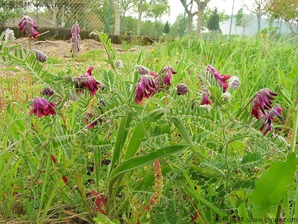 光叶紫花苕种子发芽出苗图片