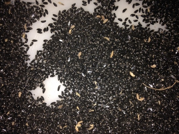 菠萝的季节是几月份到几月