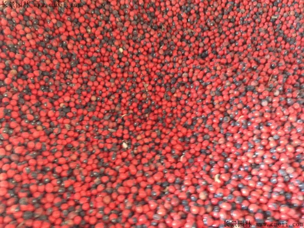 红豆种子图片