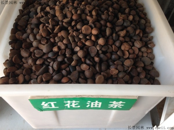 红花油茶种子图片