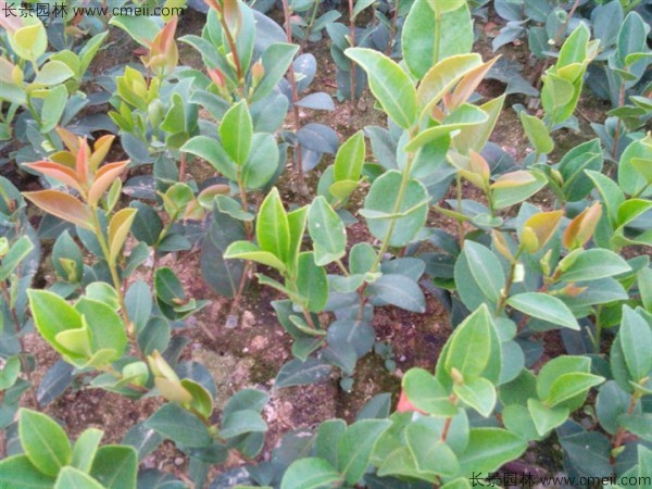 油茶种子发芽出苗图片