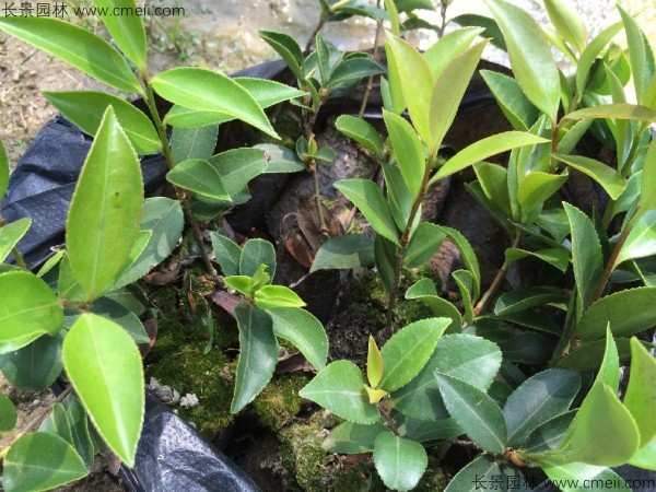 红花油茶种子发芽出苗图片