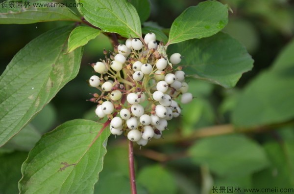 红瑞木种子图片