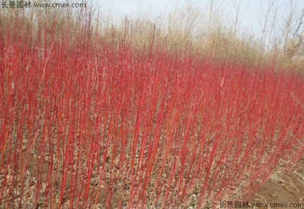 红瑞木种子发芽出苗图片