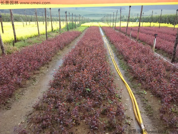 紫叶李种子发芽出苗图片