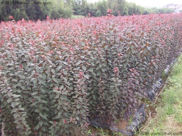 红叶李种子发芽出苗图片