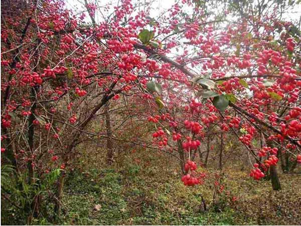 4月可以播种茱萸种子吗