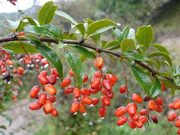 茱萸籽哪里有卖的