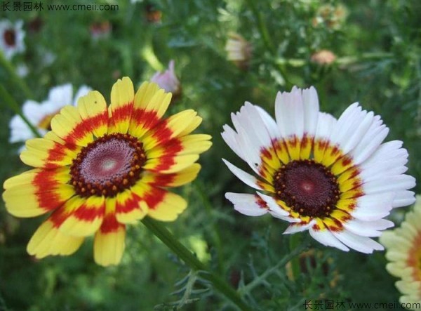 花环菊种子发芽出苗图片