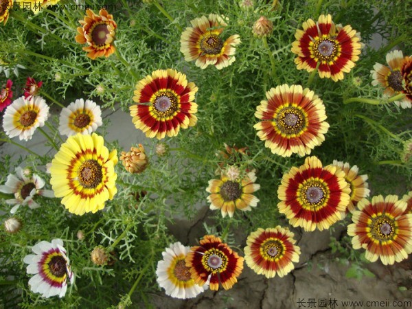 花环菊种子发芽出苗图片