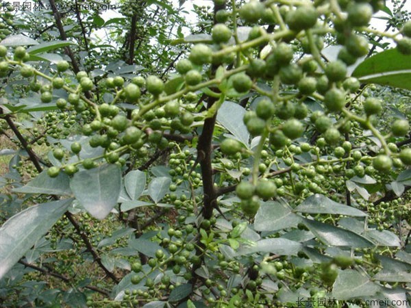 花椒种子图片