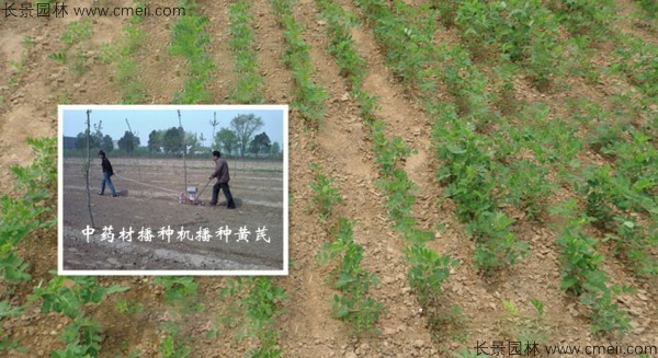 黄芪种子发芽出苗图片