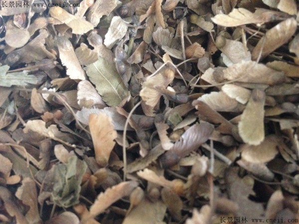 鸡爪槭种子图片