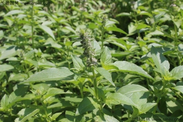 7月可以播种荆芥种子吗