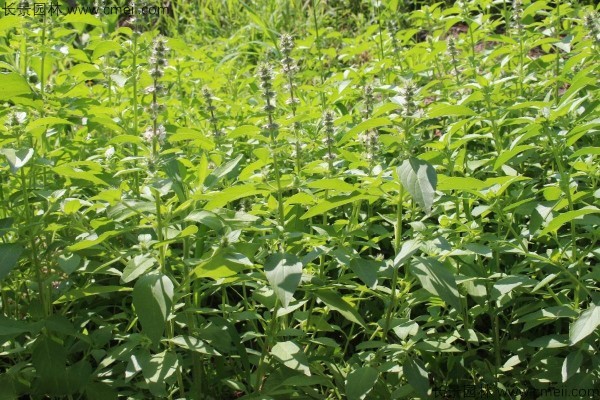 秋天可以种植荆芥吗