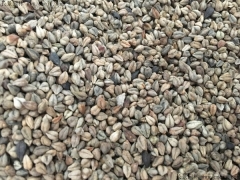 北方苦荞麦什么时间种植 苦荞麦什么时候种植