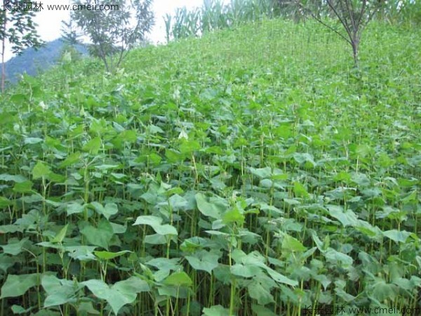 什么地方销售的苦荞麦种子最好