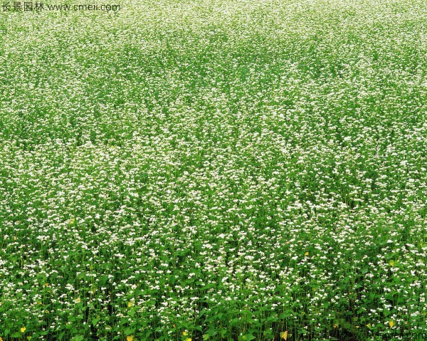 5月可以播种苦荞麦种子吗