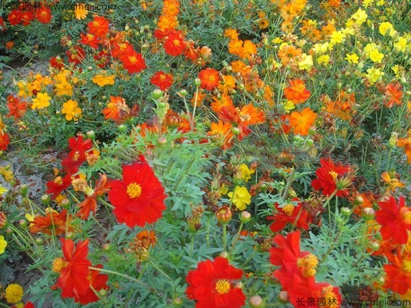 硫华菊种子发芽出苗图片