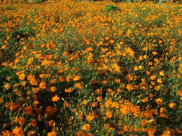 硫华菊种子发芽出苗图片