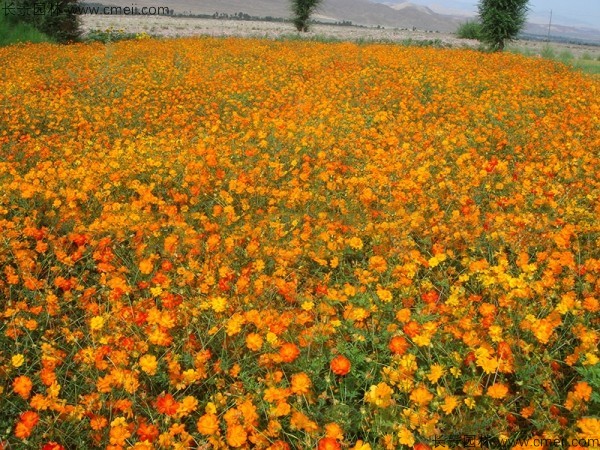 硫华菊种子发芽出苗图片