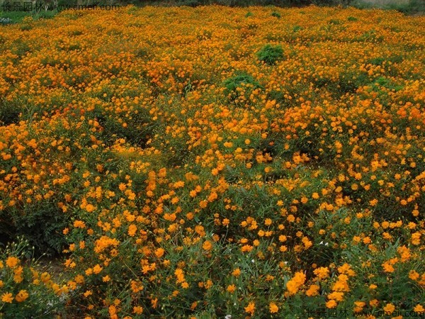 硫华菊种子发芽出苗图片