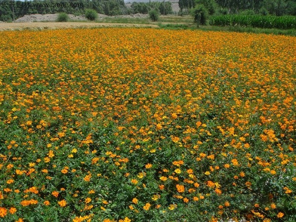 硫华菊种子发芽出苗图片