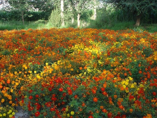 硫华菊种子发芽出苗图片