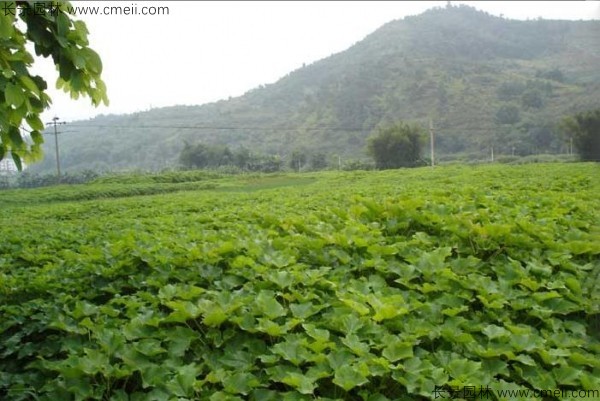 麻疯树种子发芽出苗图片 麻疯树种子发芽出苗图片
