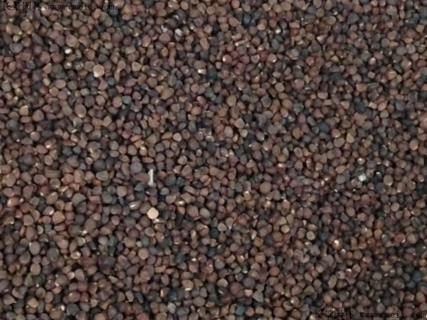 马兰种子图片