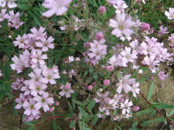 早春花海有哪些 花圃日记 江苏长景种业有限公司