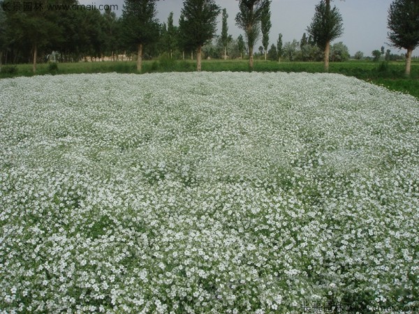 满天星植物开花图片