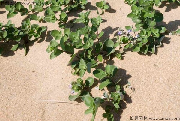 蔓荆子植物图片