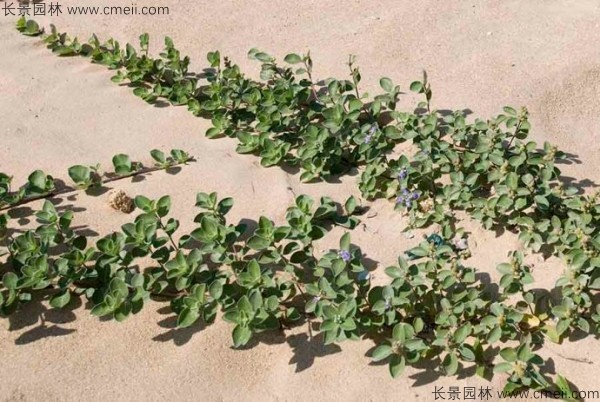 蔓荆子植物图片