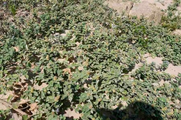 蔓荆子植物图片