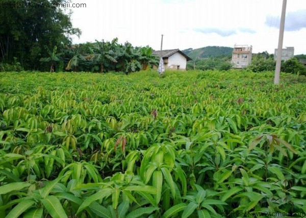 芒果种子发芽出苗图片