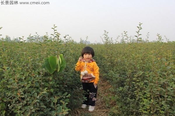 木瓜树种子发芽出苗图片