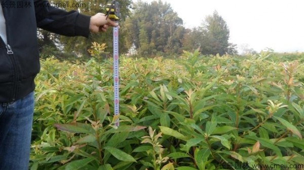 木荷种子发芽出苗图片 木荷种子发芽出苗图片