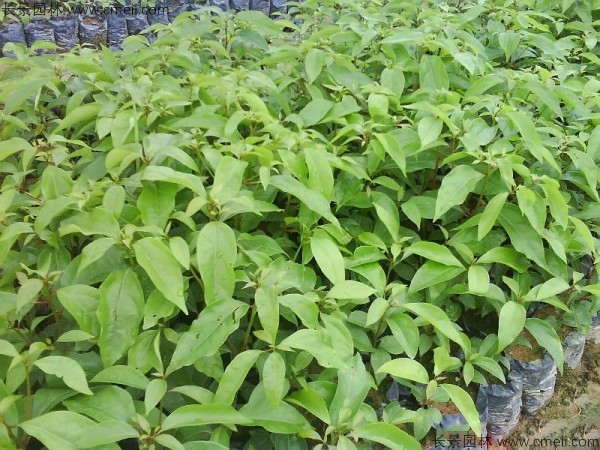 木荷种子发芽出苗图片 木荷种子发芽出苗图片