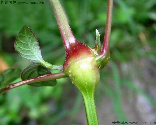 牛膝种子发芽出苗图片