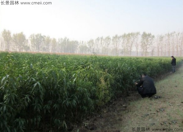 蟠桃树苗开花图片