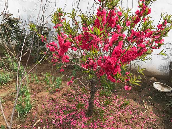 蟠桃树苗开花图片