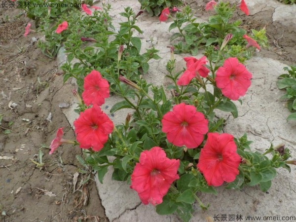 牵牛花种子发芽出苗开花图片