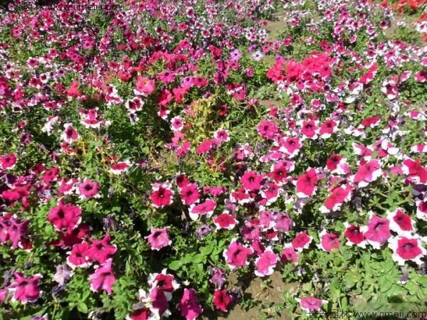 牵牛花种子发芽出苗开花图片