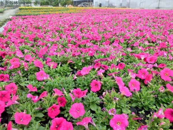 牵牛花种子发芽出苗开花图片