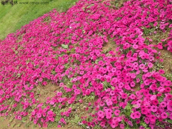 牵牛花种子发芽出苗开花图片